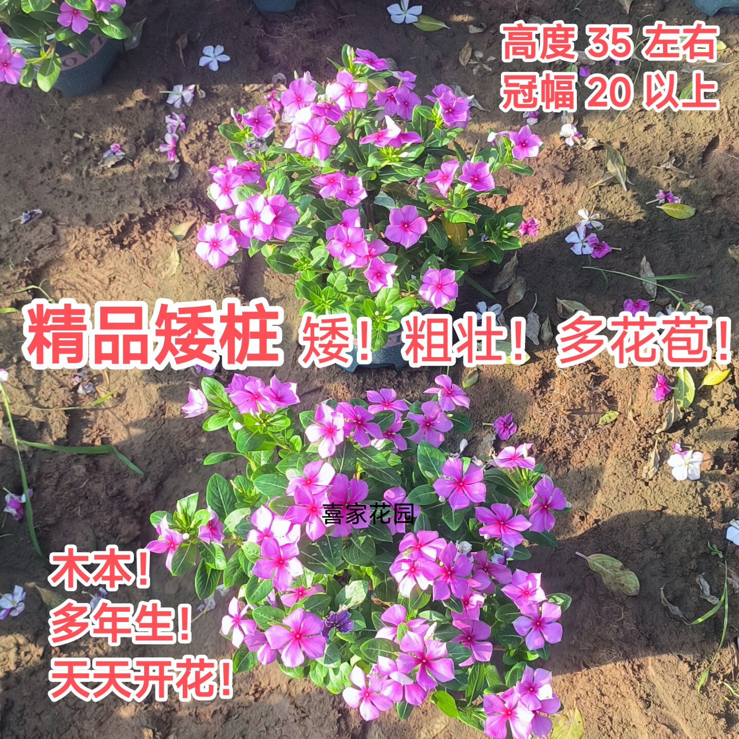 粉色胭脂红色组合精品矮桩老桩长春花带花苞四季开花绿植庭院天天
