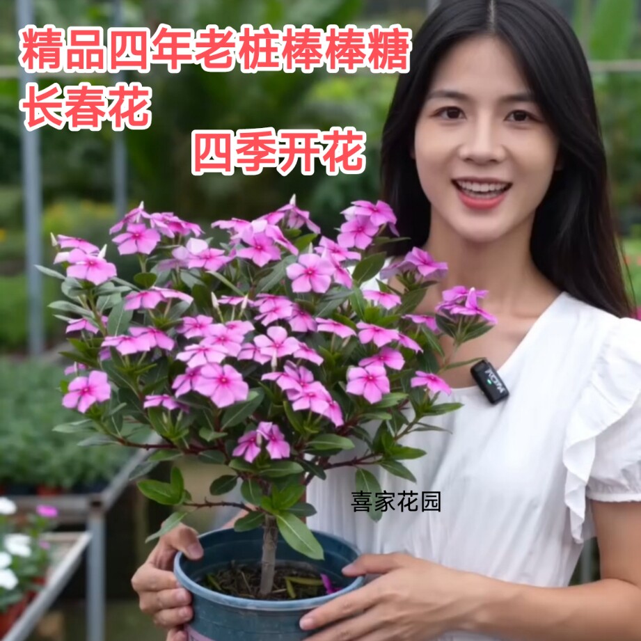 四年大老桩棒棒糖型长春花精品天天开带花带苞四季开花绿植盆景