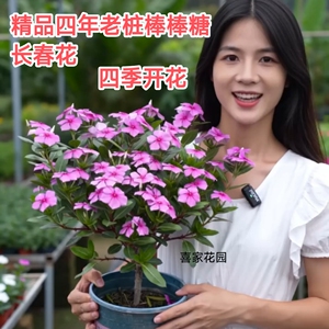 四年大老桩棒棒糖型长春花精品天天开带花带苞四季开花绿植盆景