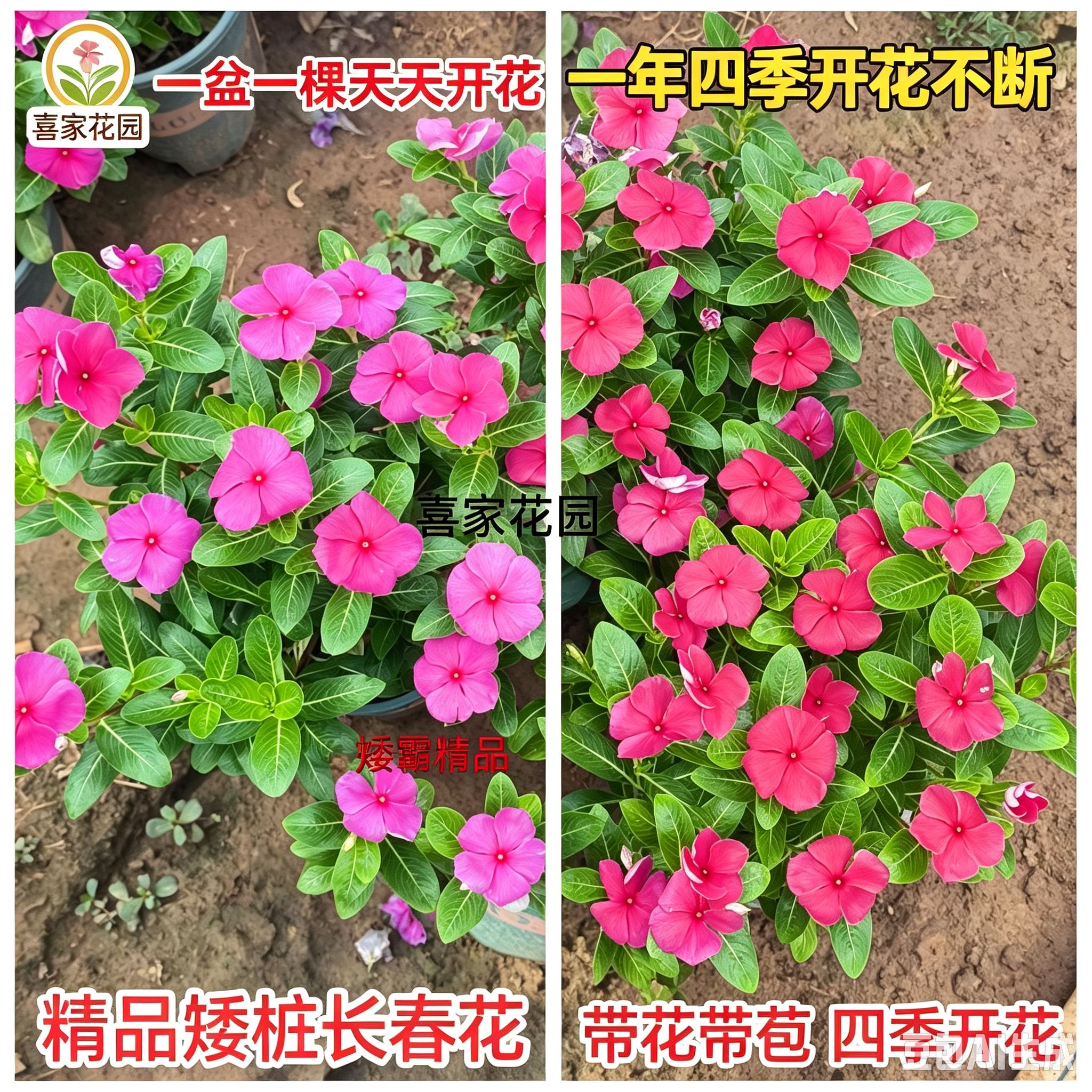 2盆组合装胭脂红粉色精品矮桩老桩长春花带花苞四季开花绿植庭院