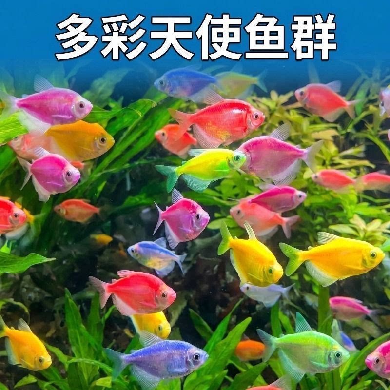 七彩天使鱼活体观赏鱼新手易养