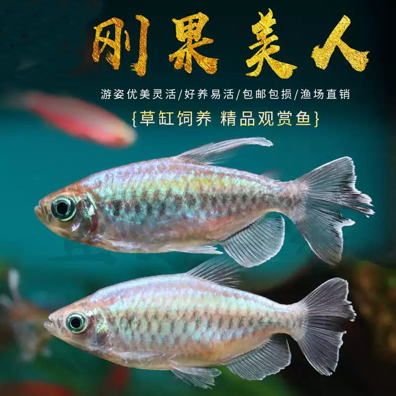 刚果美人热带观赏鱼活体群游