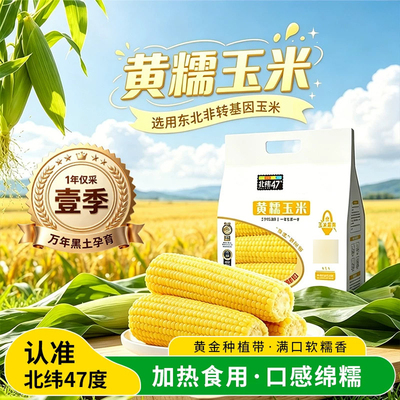 北纬47度黄糯玉米1.55KG袋装东北糯苞米简餐新鲜粗粮主食早餐玉米