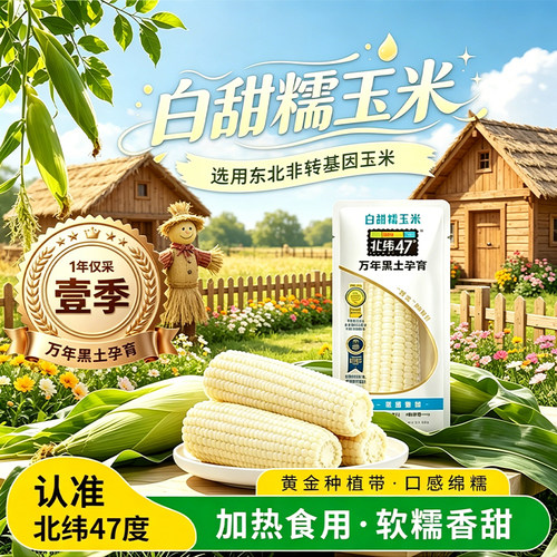 北纬47度新鲜白糯甜玉米真空包装粗粮正宗东北非转基因玉米早餐