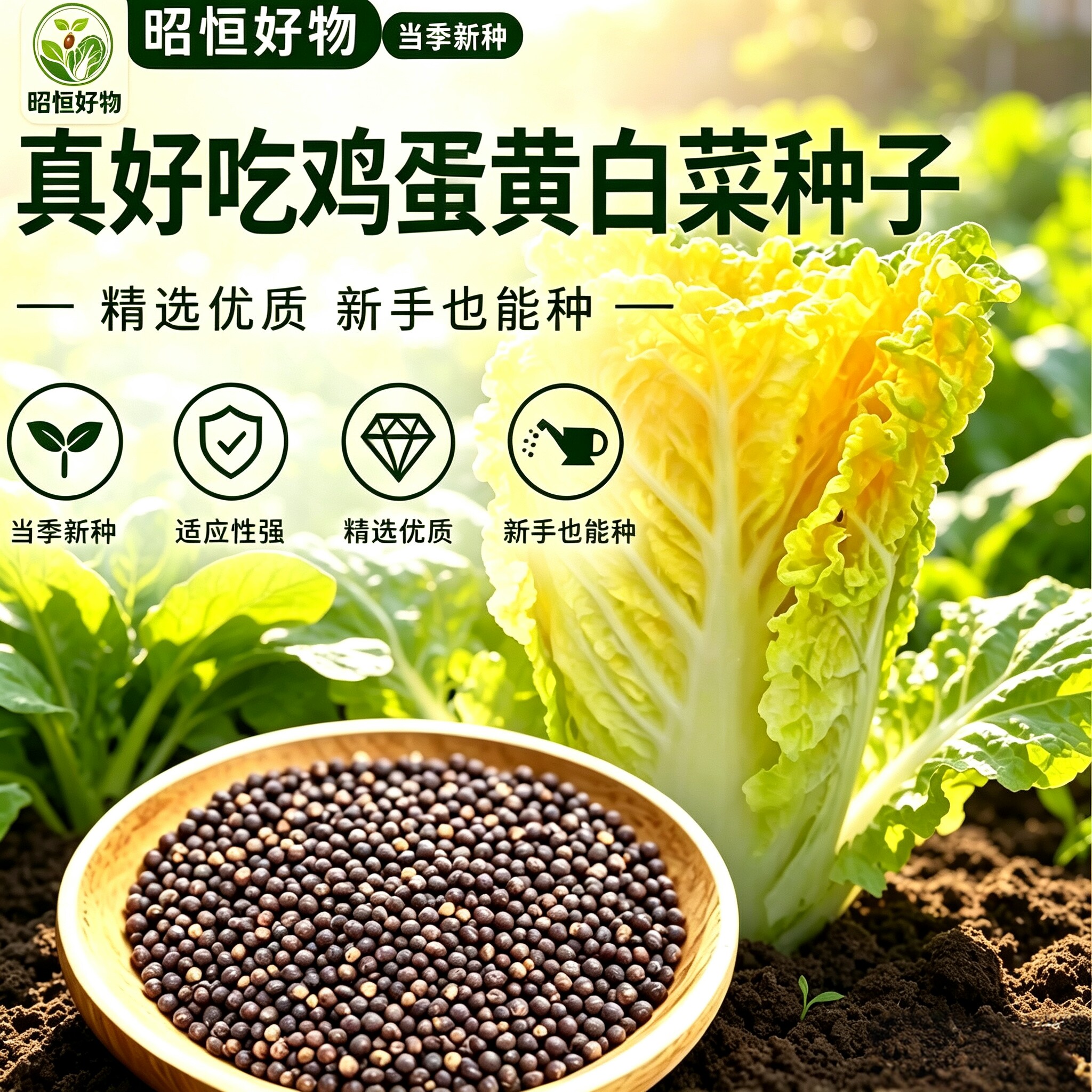 【鸡蛋黄大白菜种子】黄心大白菜种子高桩白菜种子YS