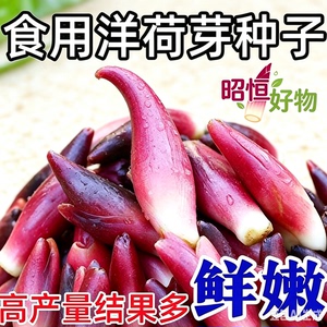 【新品！包邮】食用洋荷芽种球四季种植家庭阳台小院盆栽地栽YS2