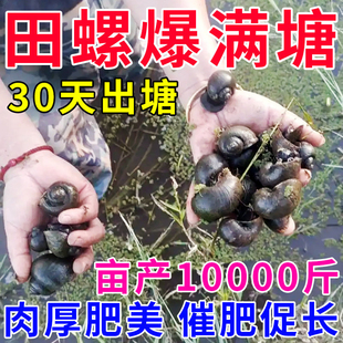 爆满塘】田螺增肥饲料水产养殖增产剂催肥猛长素鱼虾蟹螺增产通用
