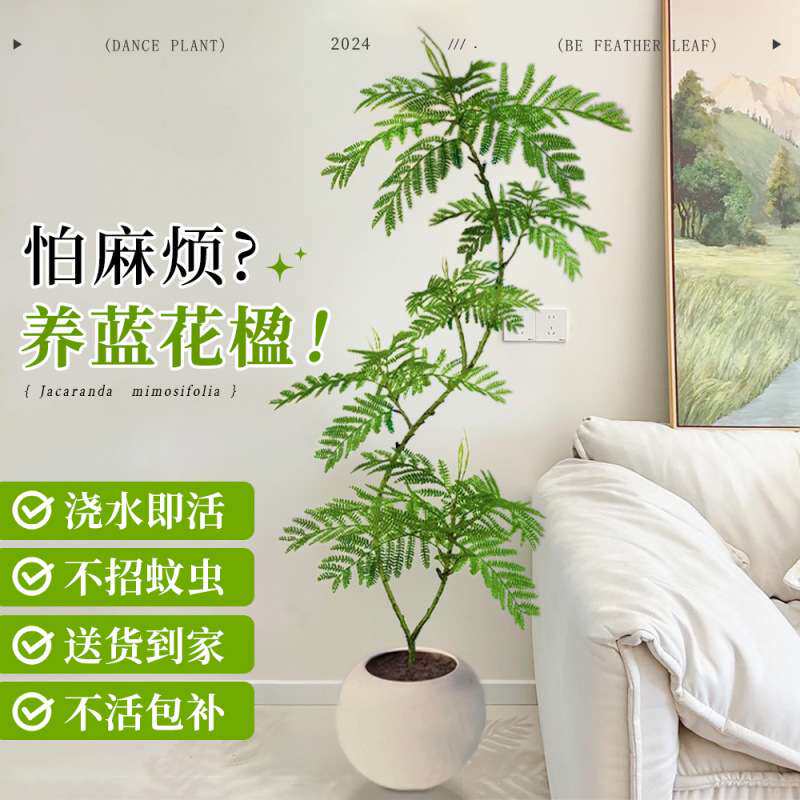 蓝花楹绿植客厅大型植物盆栽室内四季好养落地真花景观造景吸甲醛