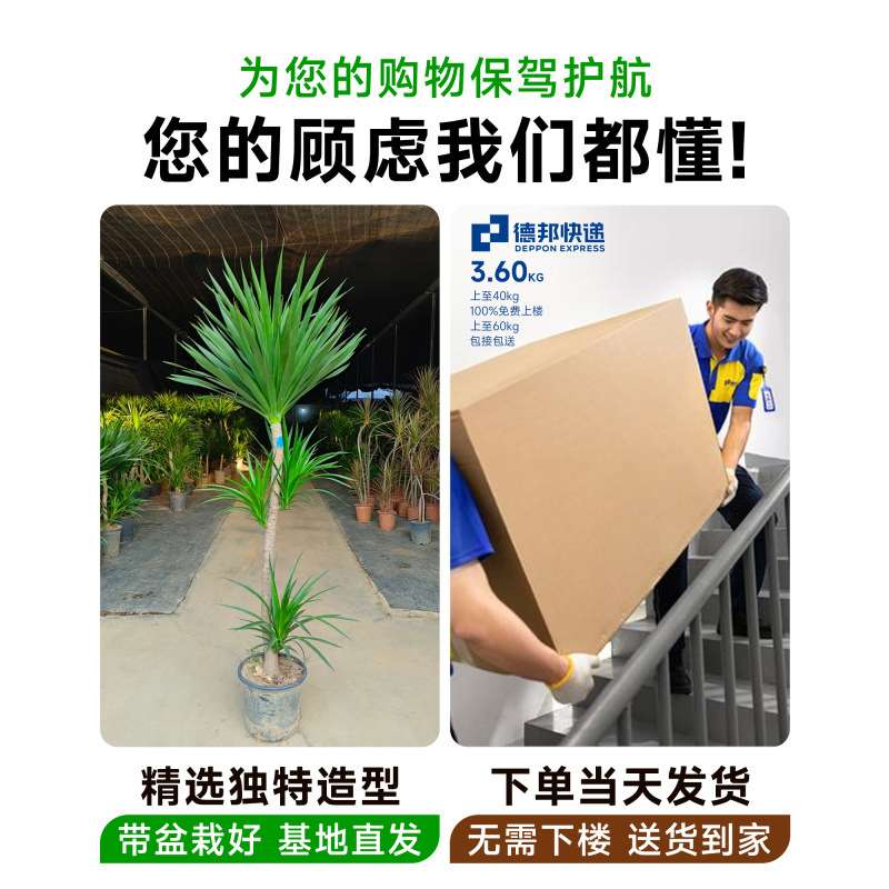 龙血树客厅绿植盆栽办公室内落地大型植物盆景网红龙须树禄植摆件