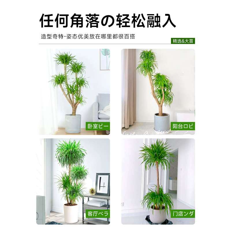 网红龙须树盆栽龙血树办公室客厅大型绿植轻奢室内植物多头龙铁树