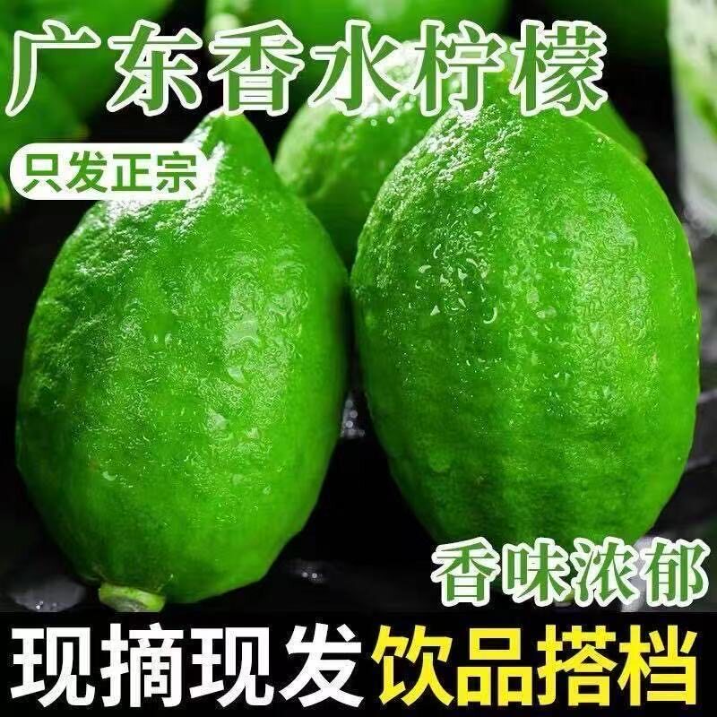 新鲜现摘正宗广东香水柠檬鲜果