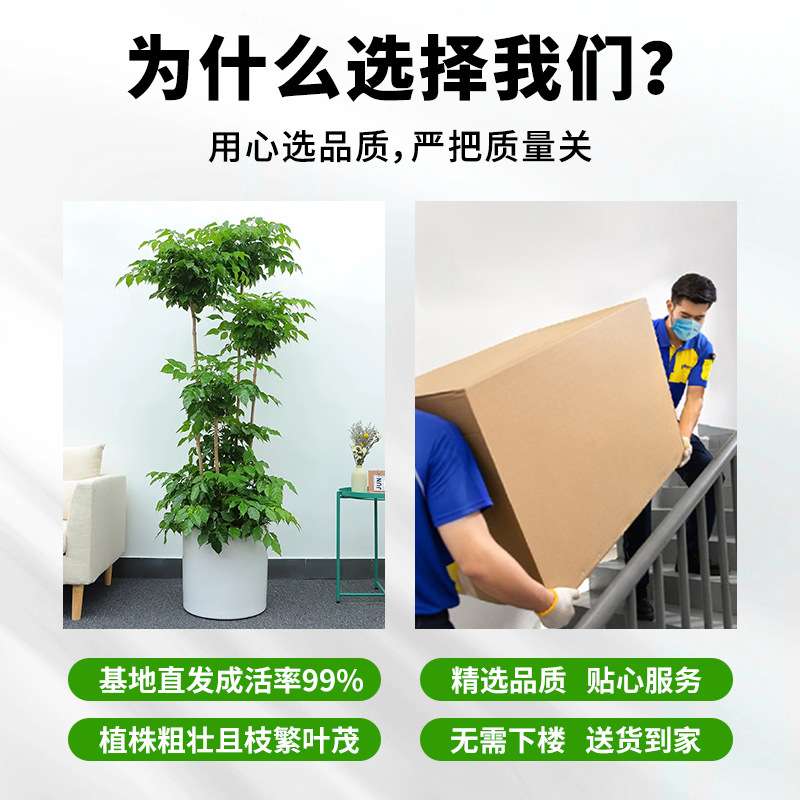 多层幸福树盆栽大型室内平安树吸甲醛摆客厅绿植物天堂鸟四季常青