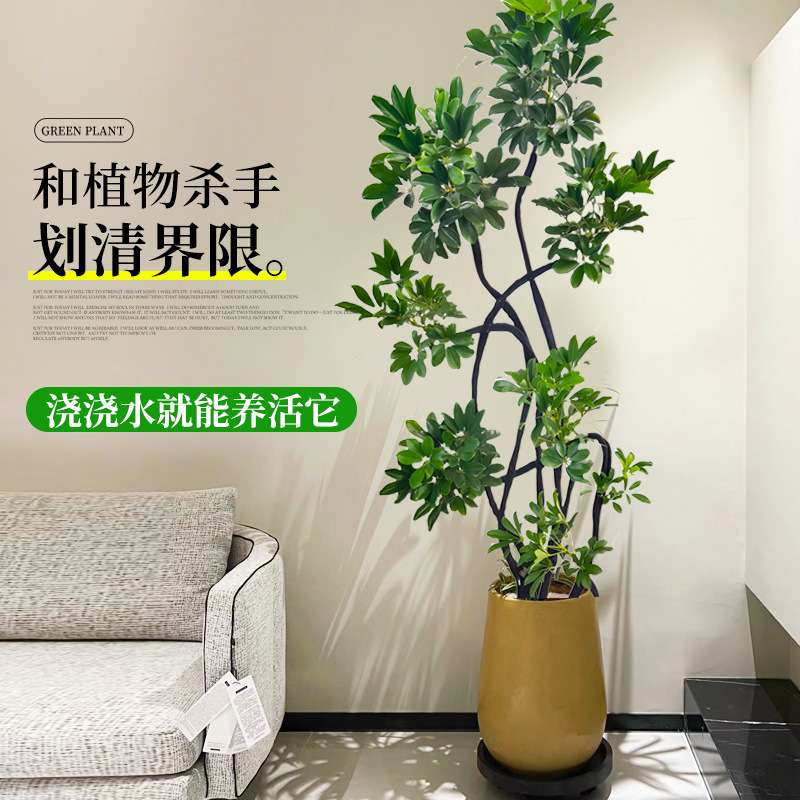 造型鸭脚木客厅大盆栽鸭掌木大型绿植室内旺宅树落地真花好养禄植