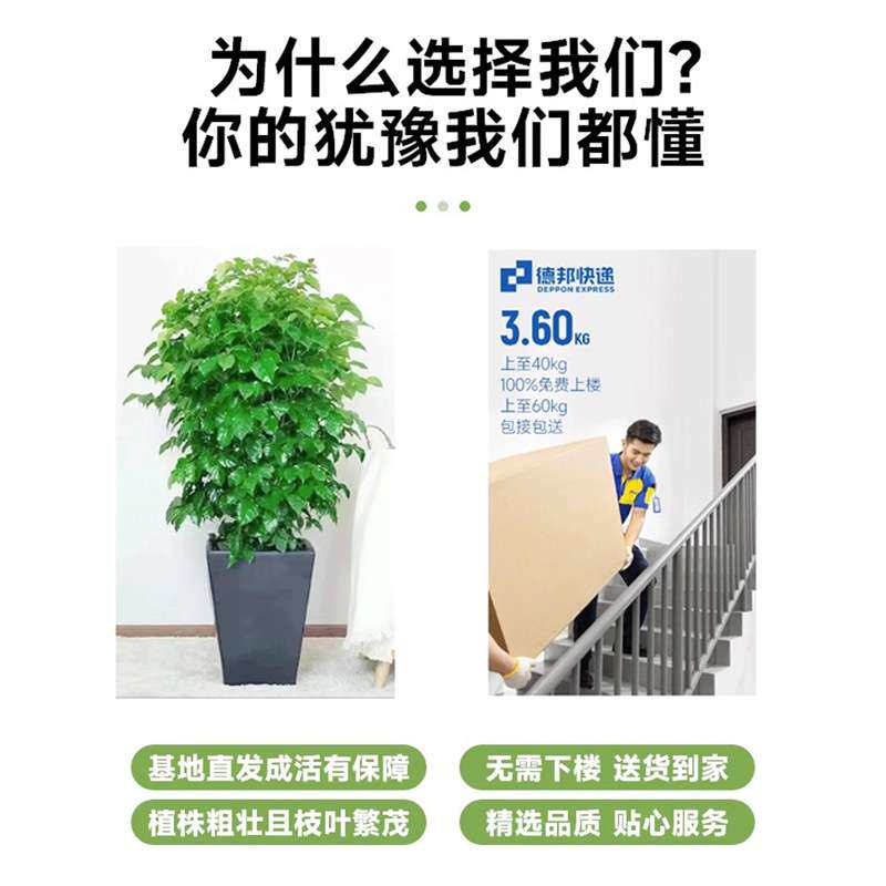 幸福树客厅大盆栽室内好养花卉盆景绿植办公室吸甲醛四季常青植物