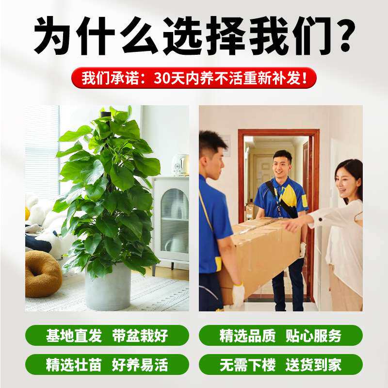 大叶绿萝柱盆栽吸甲醛绿植室内大型净化空气办公室绿箩客厅好养活