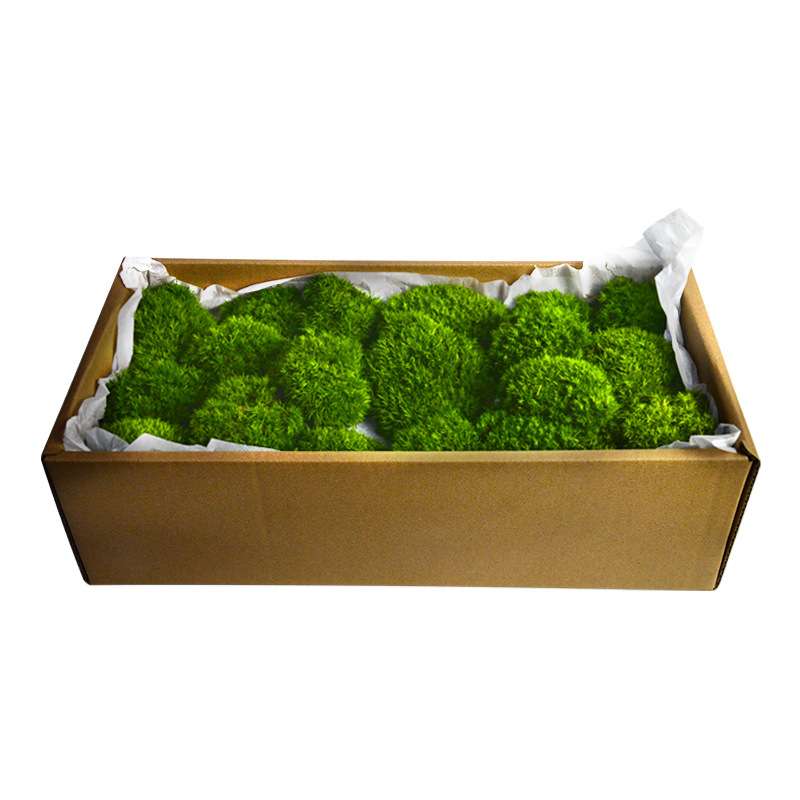 永生苔藓植物墙造景苔藓白发藓狭叶白发藓青苔造景室内枯山水景观