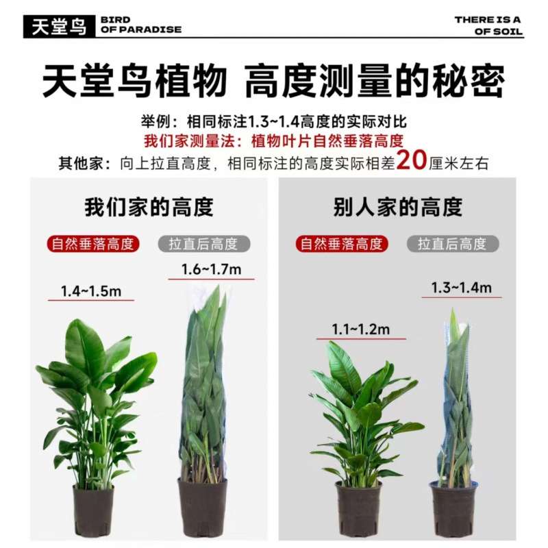 天堂鸟盆栽室内客厅大型绿植办公室大叶植物花卉鹤望兰去甲醛新房