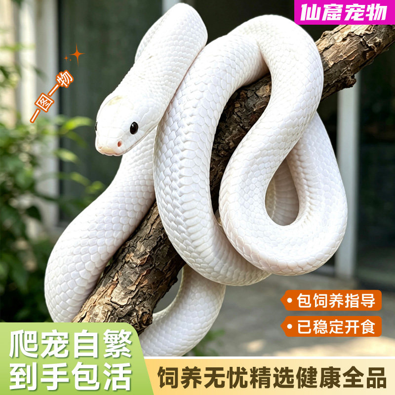 加州白边黑王蛇苗活体无毒