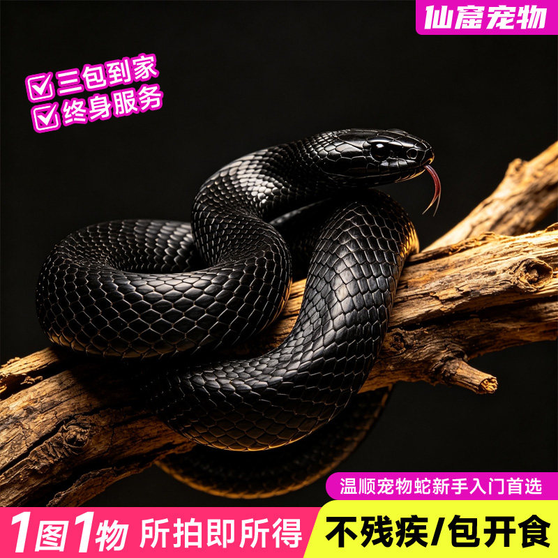 新手活体宠物蛇蛇苗多品种可选
