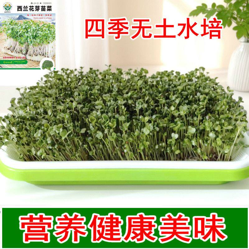 西兰花芽苗菜种子四季水培易种