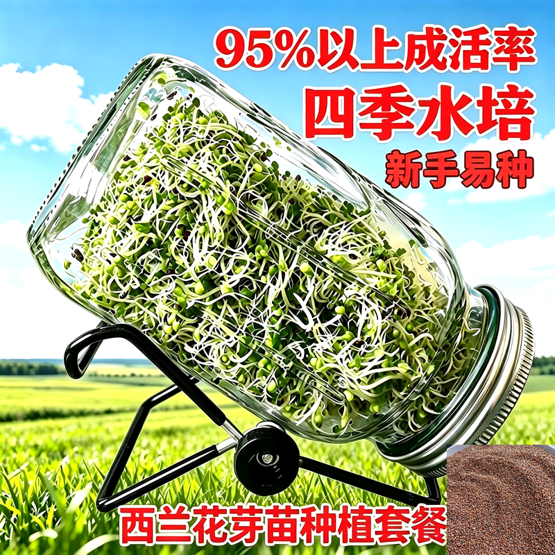 西兰花种子芽苗菜种植套装玻璃发芽罐家用四季水培芽菜罐无土栽培