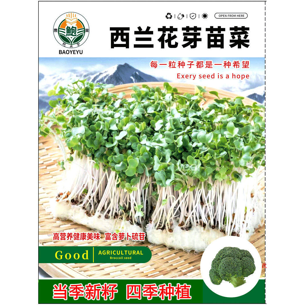 西兰花芽苗菜种子四季水培易种