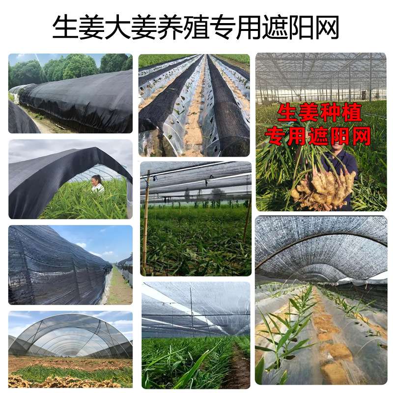 平织遮阳网 生姜种植厂家抗老化大棚专用花卉果蔬羊肚菌 种植育苗