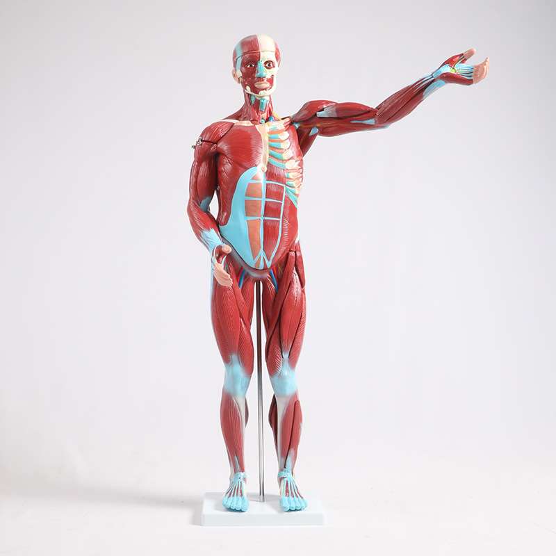 博友人体肌肉模型 27件人体全身肌肉附内脏模型,人体运动肌肉模型