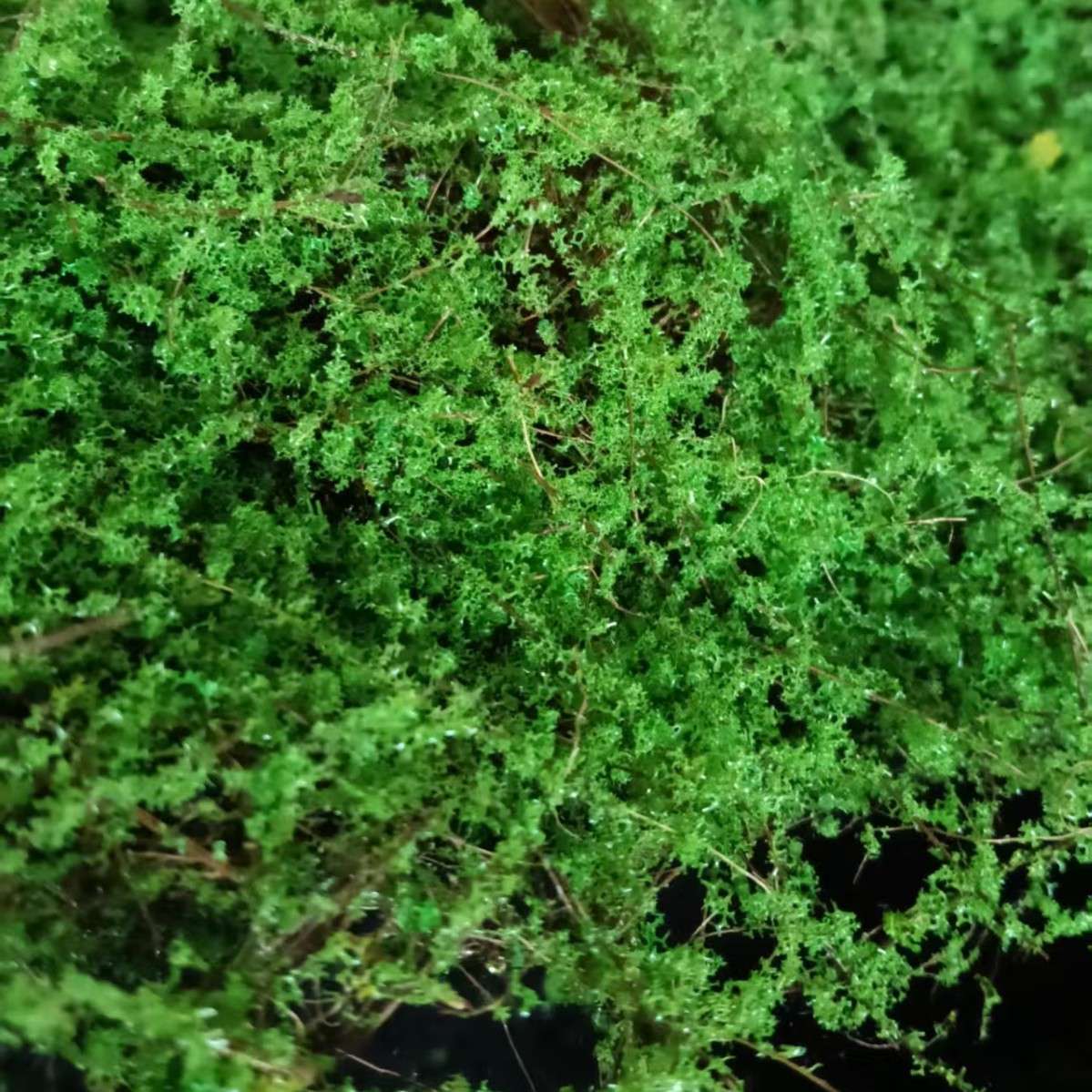 棕丝底棉永生苔藓青苔块草皮假苔藓 场景 橱窗造景苔藓微景观摆件