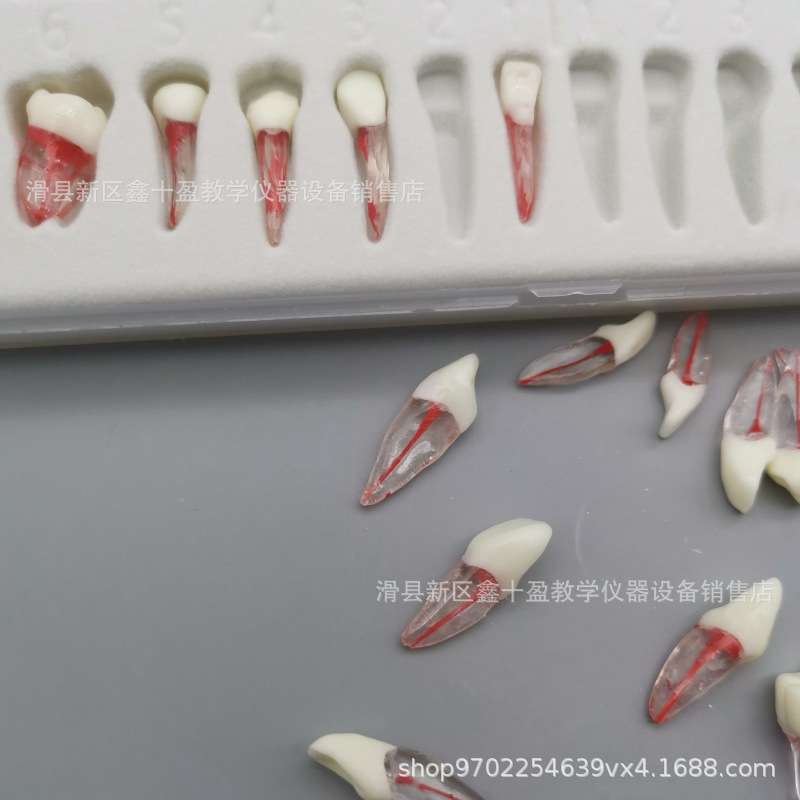 全口28颗离体牙模型 带牙根 红根管牙 破冠开髓扩大疏通根充练习