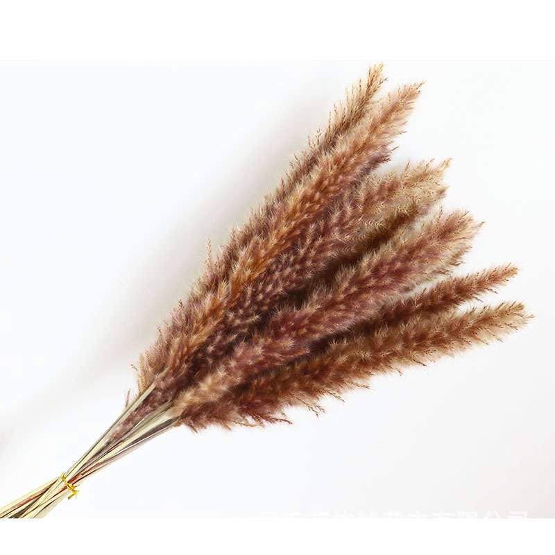 小芦苇蒲苇干花真花潘帕斯草橱窗装饰摆件拂尘花 跨境婚庆布置