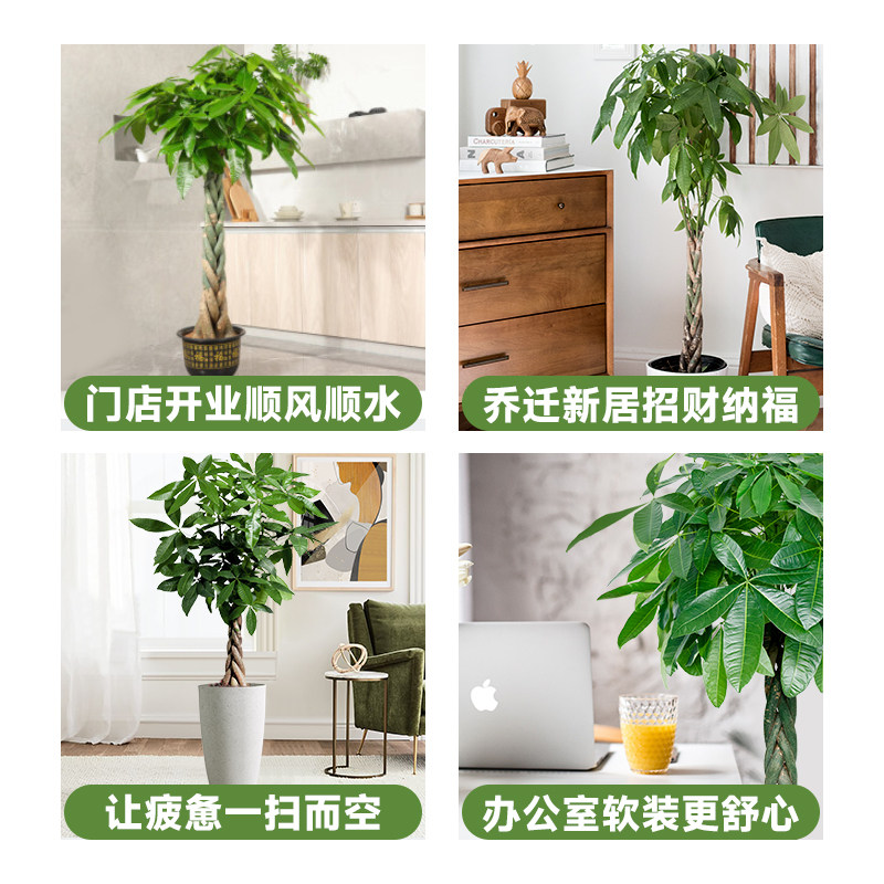大型绿植盆栽 发财树盆景 室内观叶植物 办公室招财树 客厅摆设植