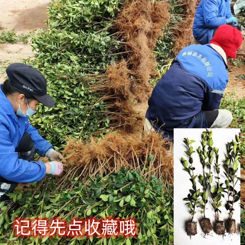 油茶树苗高产嫁接油茶苗茶油苗茶树苗白花出油率高江西长林湘林系