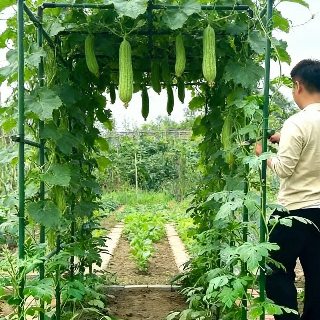 爬藤架葡萄黄瓜豆角架种菜花支架庭院园艺花卉植物支撑杆西红柿架