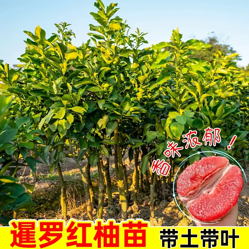 【下单立减50】红柚苗盆栽地栽南北方庭院阳台嫁接蜜柚果树苗WZ