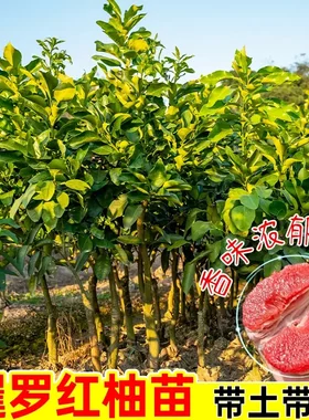 【下单立减50】红柚苗盆栽地栽南北方庭院阳台嫁接蜜柚果树苗WZ