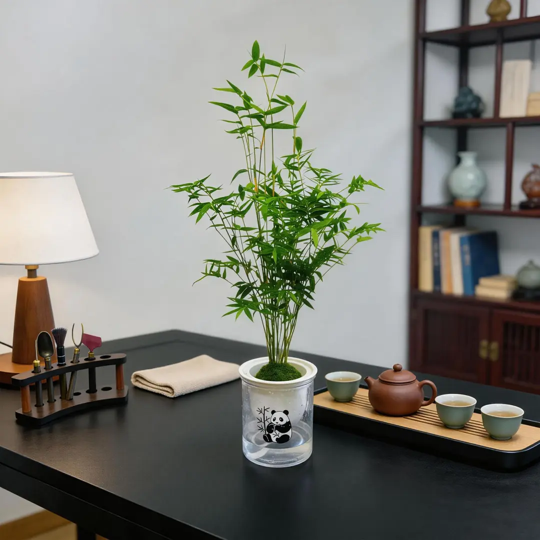 【下单立减50】竹子水培翡翠竹土培绿植室内盆栽苔藓球小叶米竹WZ