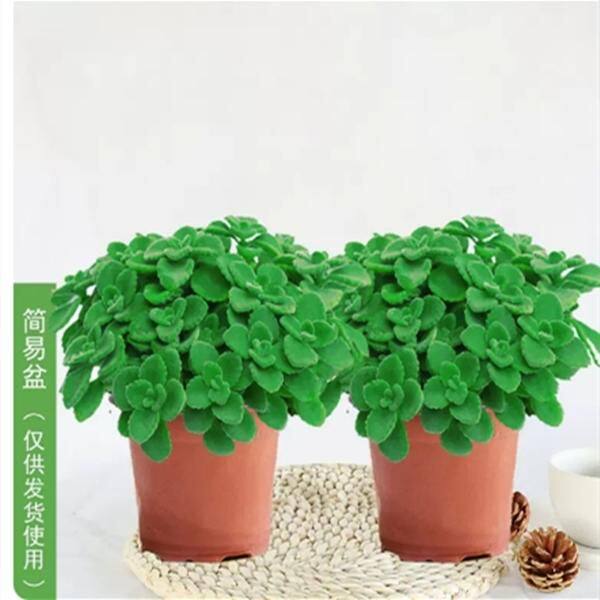 【下单立减50】碰碰香盆栽一抹香喷喷香随手室内驱蚊多肉绿植WZ