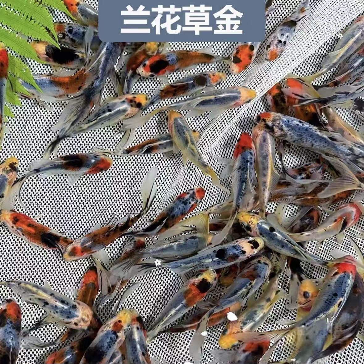 兰花草金鱼五花长尾鱼苗鱼缸养殖锦鲤金鱼宠物鱼冷水养好养耐活