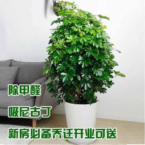 四季常青八方来财大型鸭脚木室内阳台绿植盆栽花卉发财树发财树
