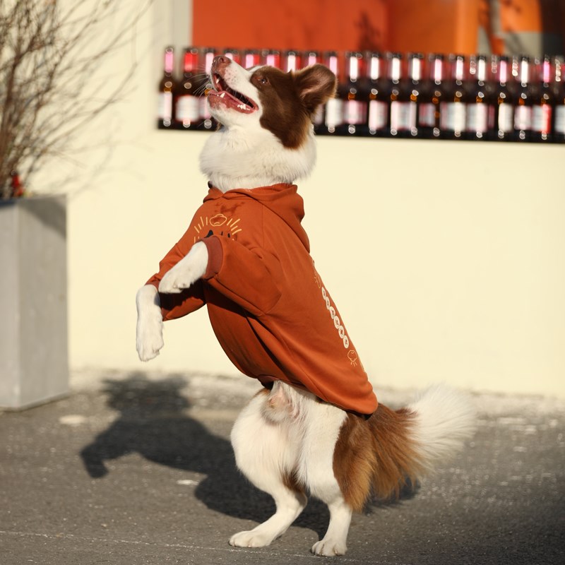 狗狗新年衣服秋冬卫衣拉布拉多过年喜庆衣服金毛边牧加厚保暖冬装