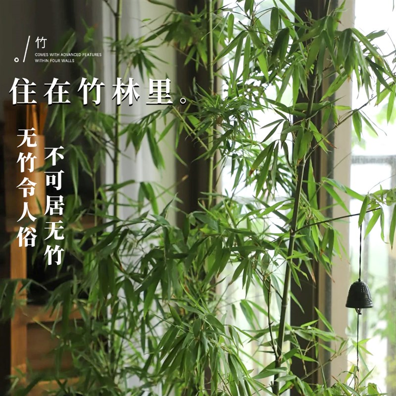 竹子盆栽室内客厅大花盆大型禄绿植真树落地摆件书房盆景四季好养
