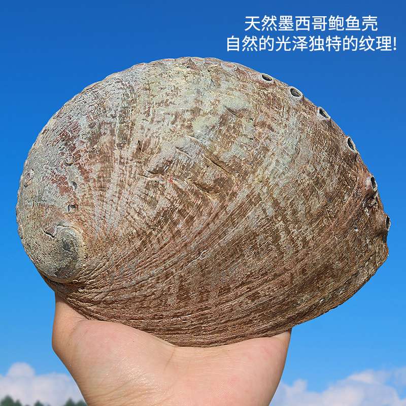 天然鲍鱼贝壳大海螺创意家居装饰品摆件鱼缸水族造景烧鼠尾草器具