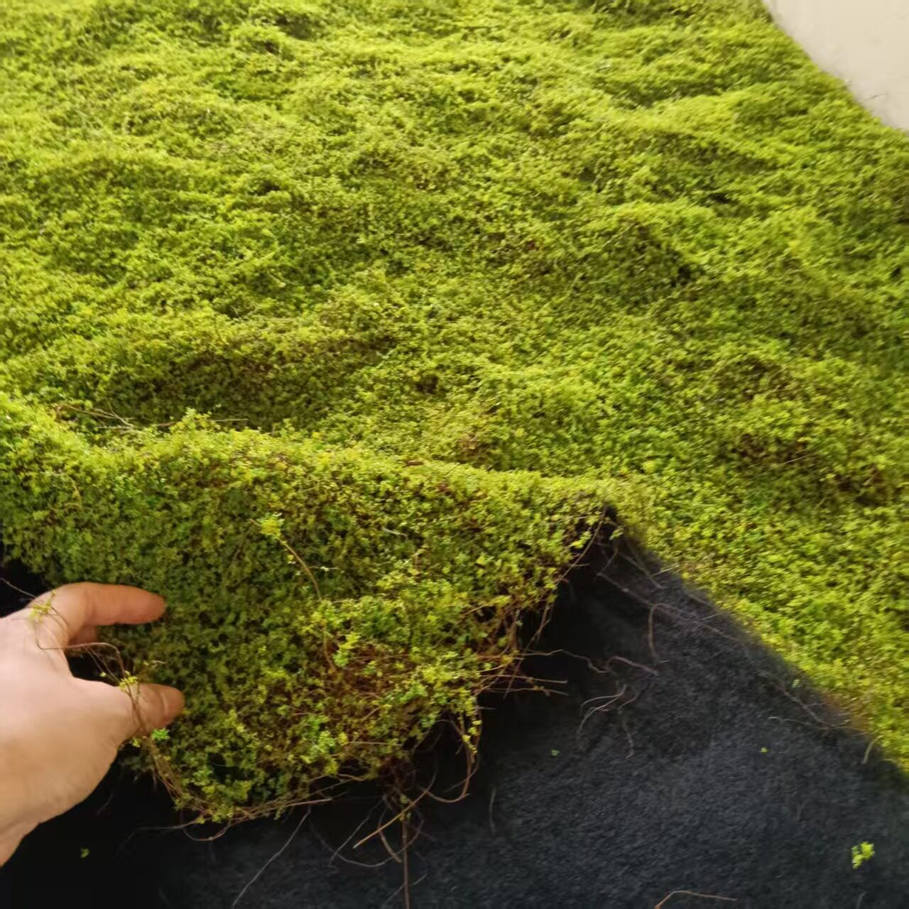 棕丝苔藓假青苔人造仿生草皮装饰绿植微景观造景植物室内造景草坪