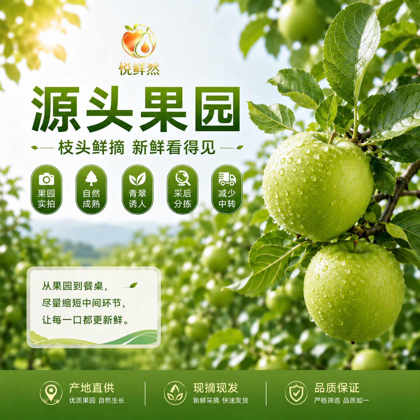 悦鲜然源头果园现摘青苹果直供