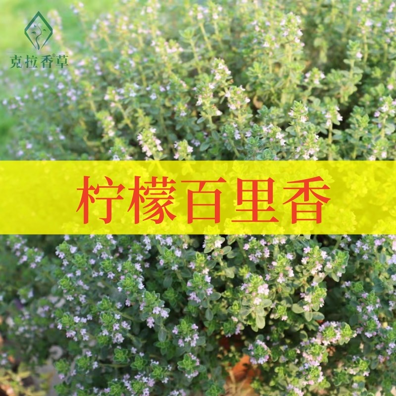 柠檬百里香可食用多年生香草植物盆栽克拉香草泡水烘焙装饰做腌料图片
