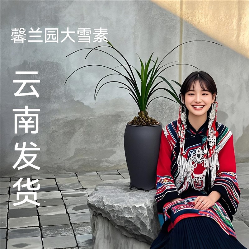 云南丽江石鼓大雪素兰花莲瓣兰露天老种纯白花特级名贵精品素花卉