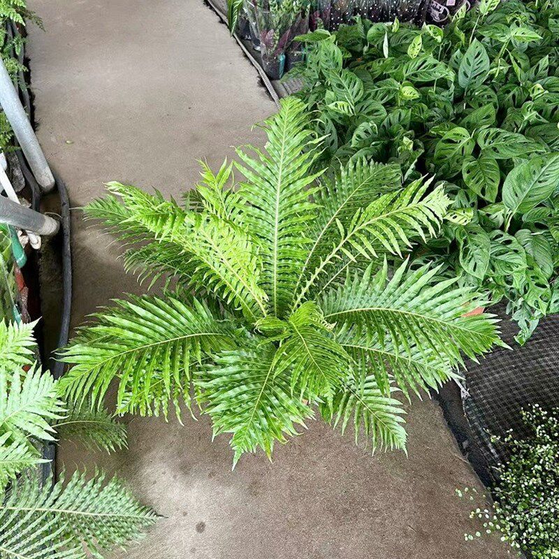 富贵蕨盆栽室内吸甲醛观叶大型植物大型绿植喜阴凉容易养活吉姆厥