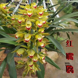 虎头兰云南红嘴鸥带花苞阳台客厅庭院顶楼盆栽花卉大花蕙兰兰草