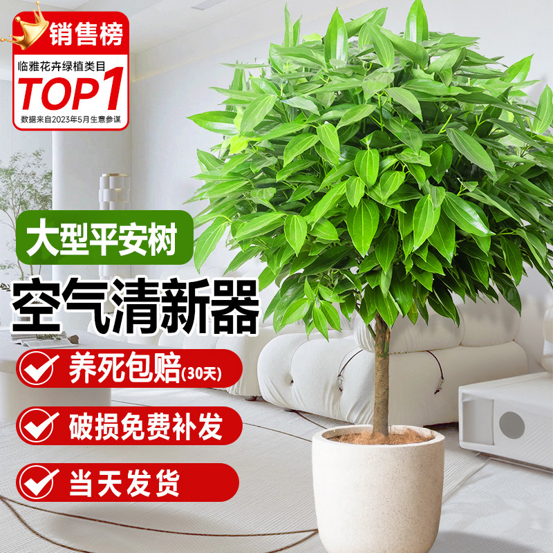 大叶平安树客厅盆栽大型绿植幸福树新房植物室内四季好养棵